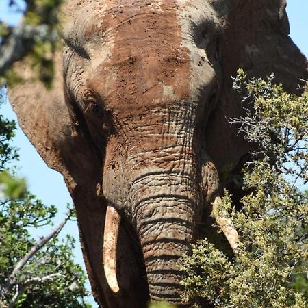 Orange Elephant Backpackers Hostel Addo Exterior foto