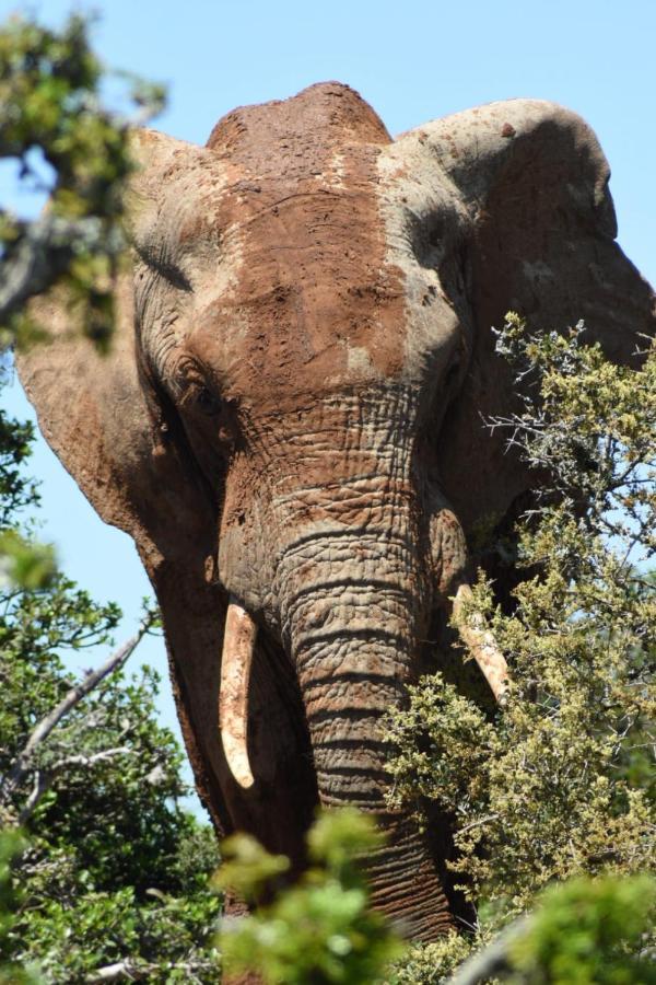Orange Elephant Backpackers Hostel Addo Exterior foto